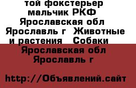 той-фокстерьер, мальчик РКФ - Ярославская обл., Ярославль г. Животные и растения » Собаки   . Ярославская обл.,Ярославль г.